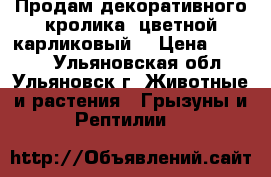 Продам декоративного кролика (цветной карликовый) › Цена ­ 3 000 - Ульяновская обл., Ульяновск г. Животные и растения » Грызуны и Рептилии   